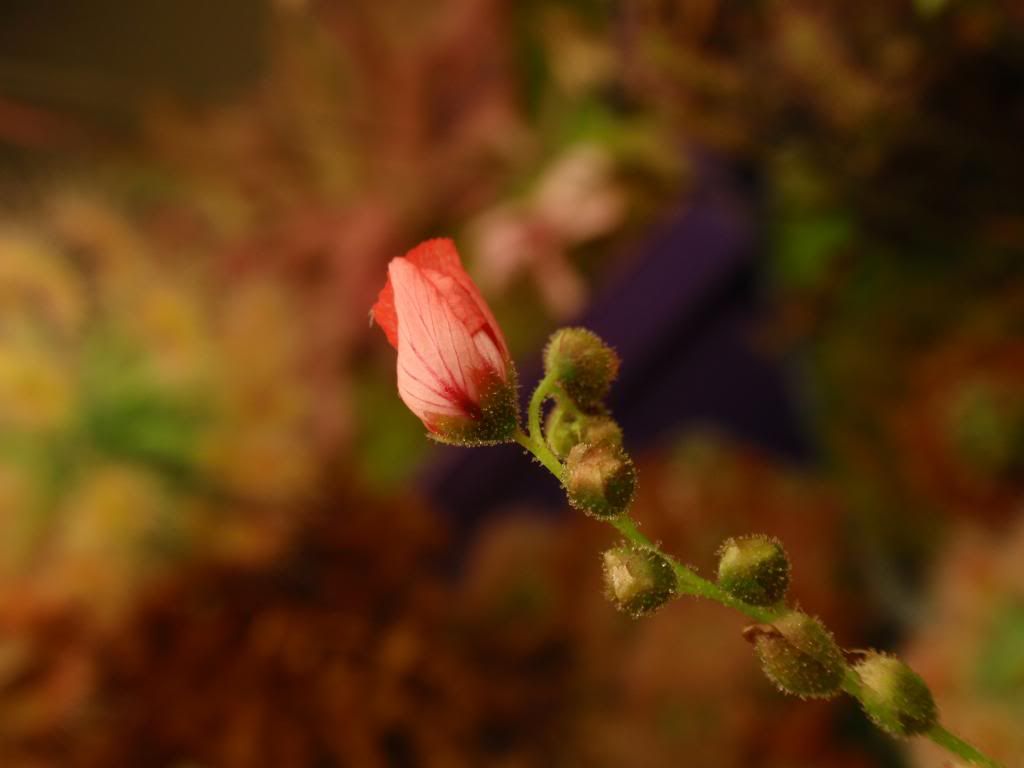 P2110279_zps5952bd09.jpg