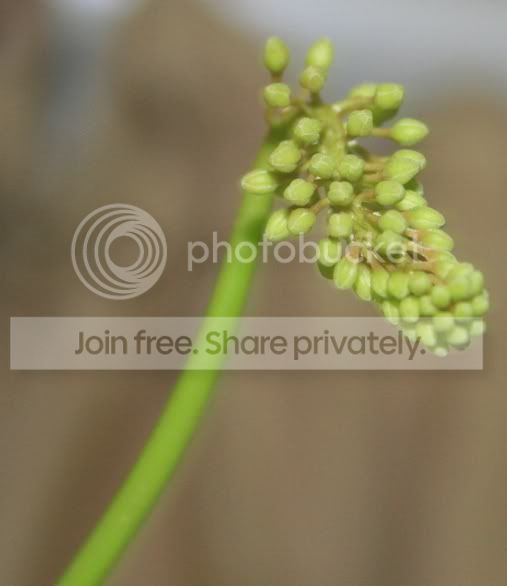 sanguineaorangeflower.jpg