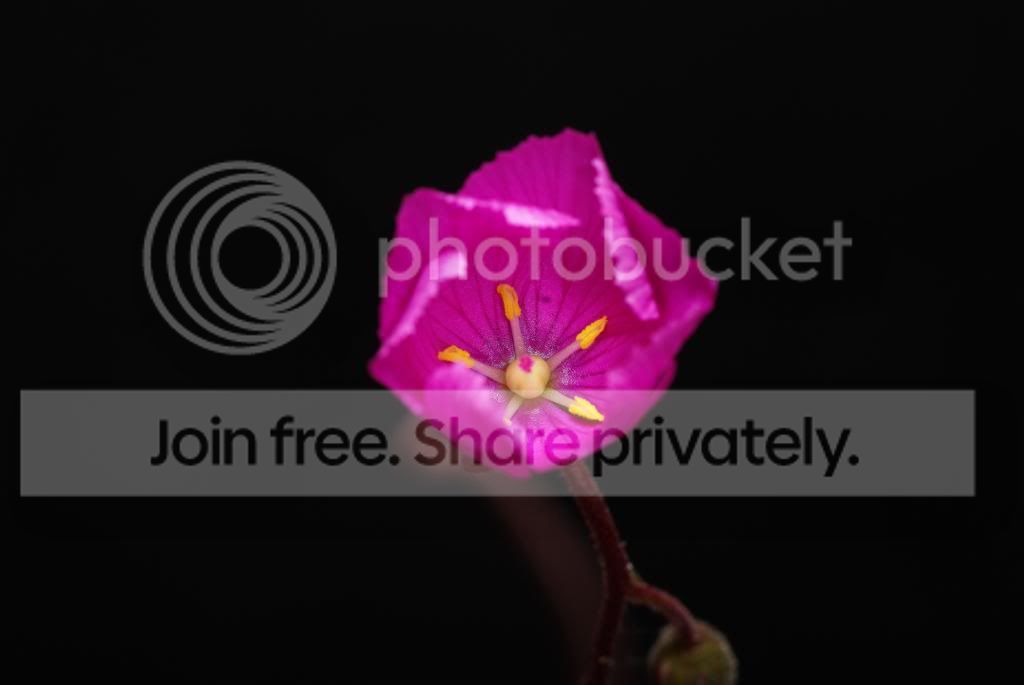 IMGP5353.jpg