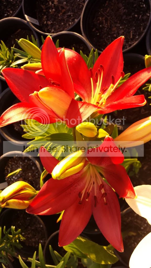 20140502_190800_zps8c3605e2.jpg