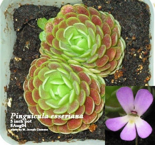P_esseriana_lg_AA1.jpg