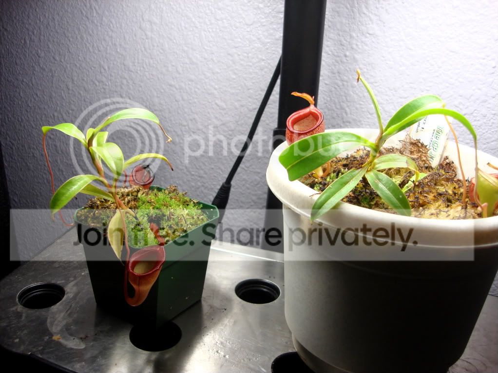 flavaandjambans006.jpg
