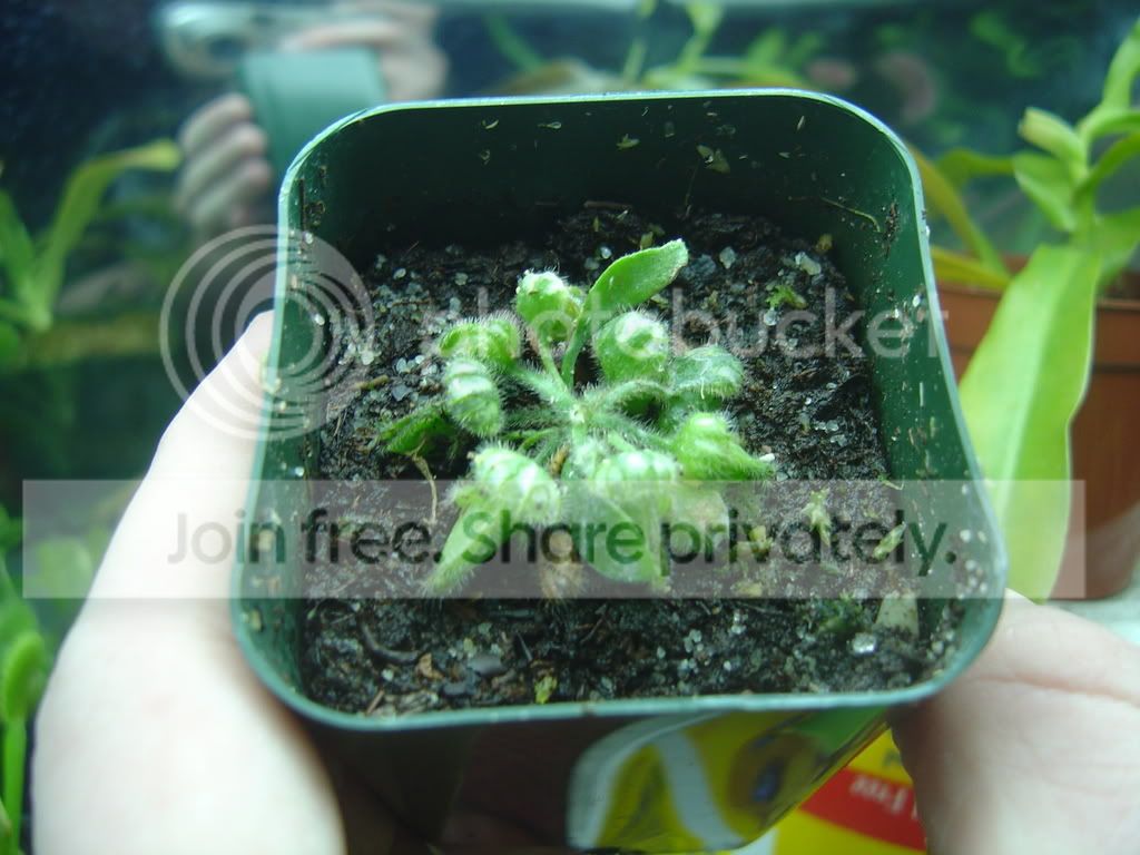 Cephalotus004.jpg