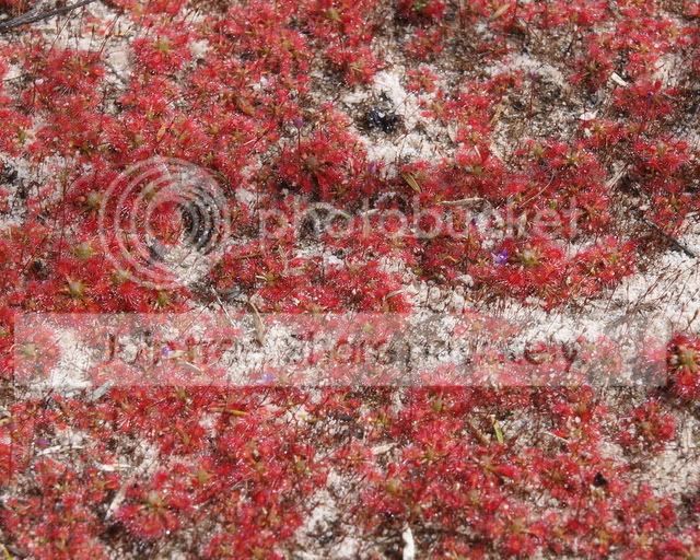 Drosera_nitidula_media1.jpg