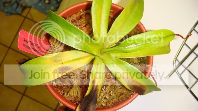 Ventricosa2.jpg