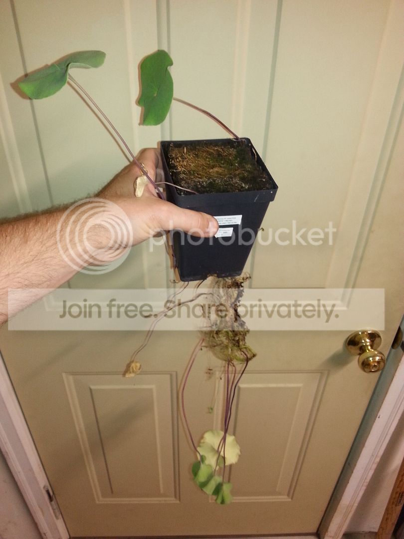 CameraZOOM-20150524173336303_zpsgdthqbo9.jpg