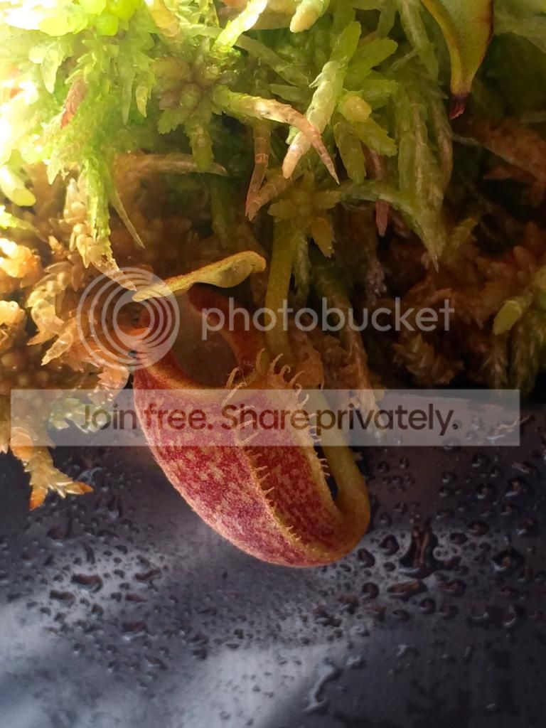 IMG_3007_zps759886de.jpg