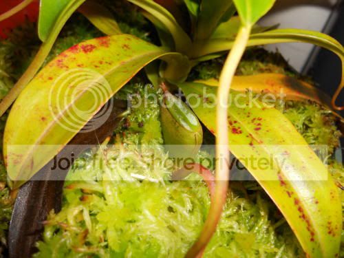 Njacq_3-22-11.jpg