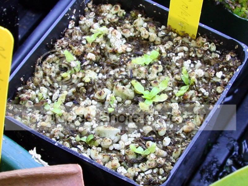 Seedling3-1.jpg