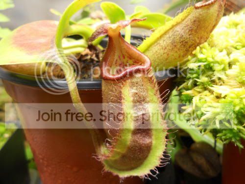 Nroyaltruncata_10-27-11.jpg