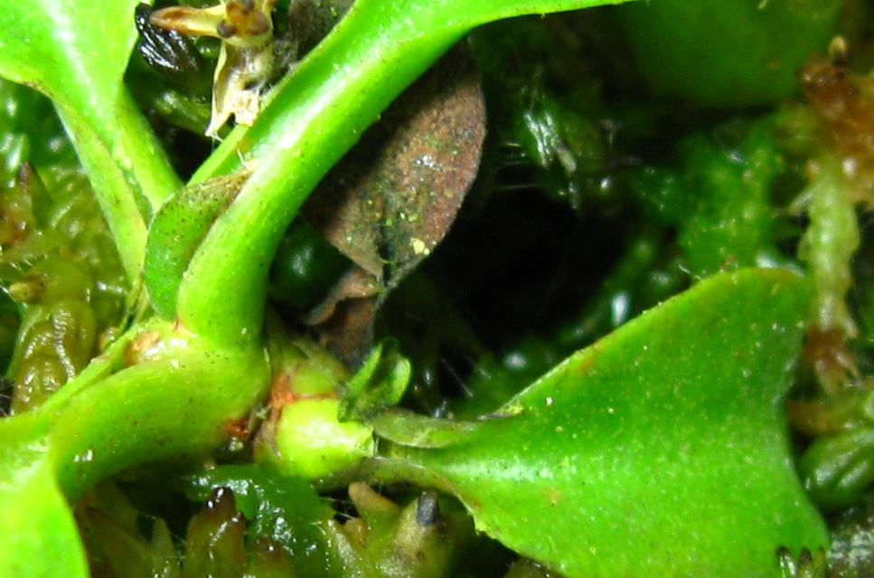 truncata0210.jpg
