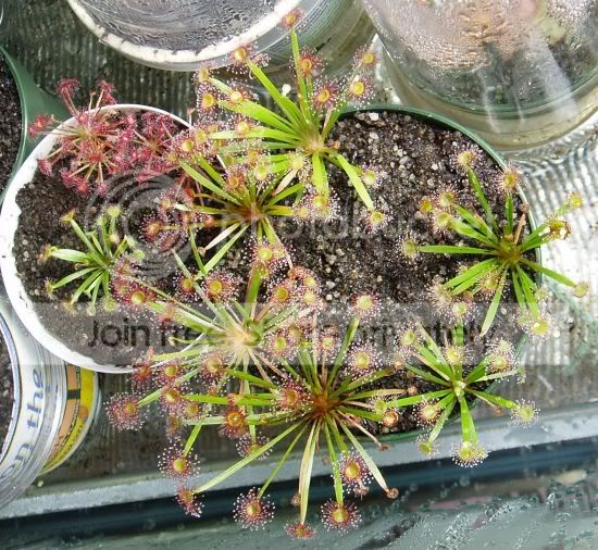 Dpetiolarisbabies012106RS.jpg