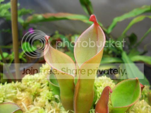 HglabraXnutans_9-13-11.jpg