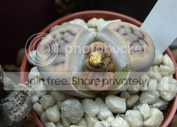 Cactiandsucculents3018.jpg