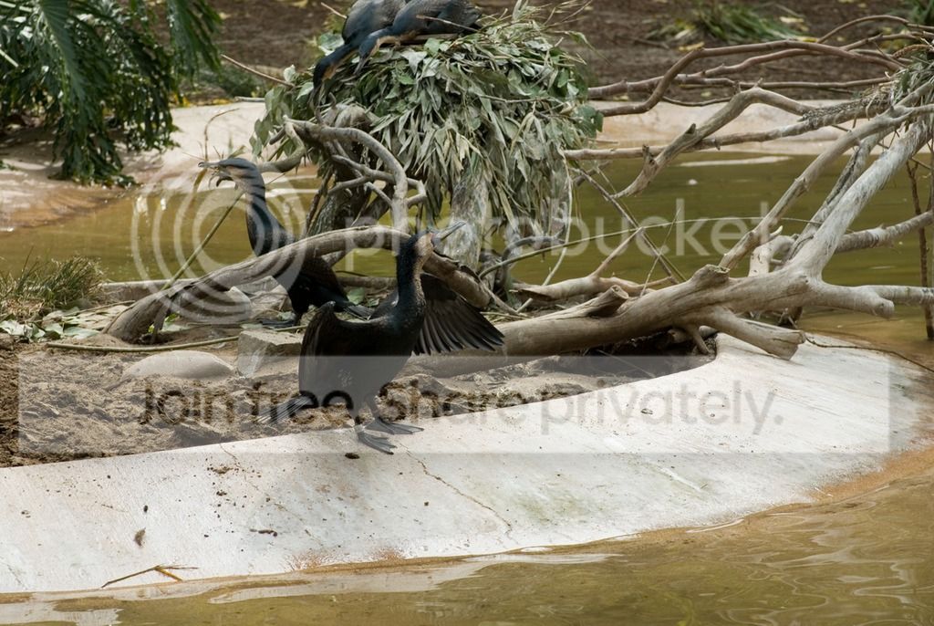 IMGP3445_zps9tewzfsj.jpg