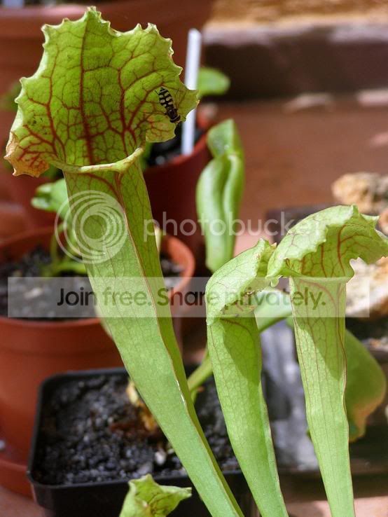 sarracenia.jpg