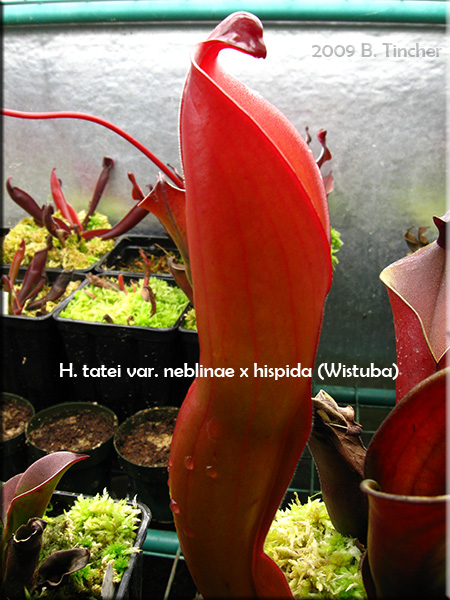 tatnebhisB2009.jpg