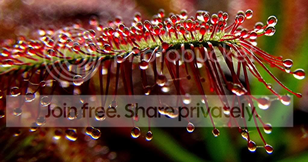sundews002.jpg