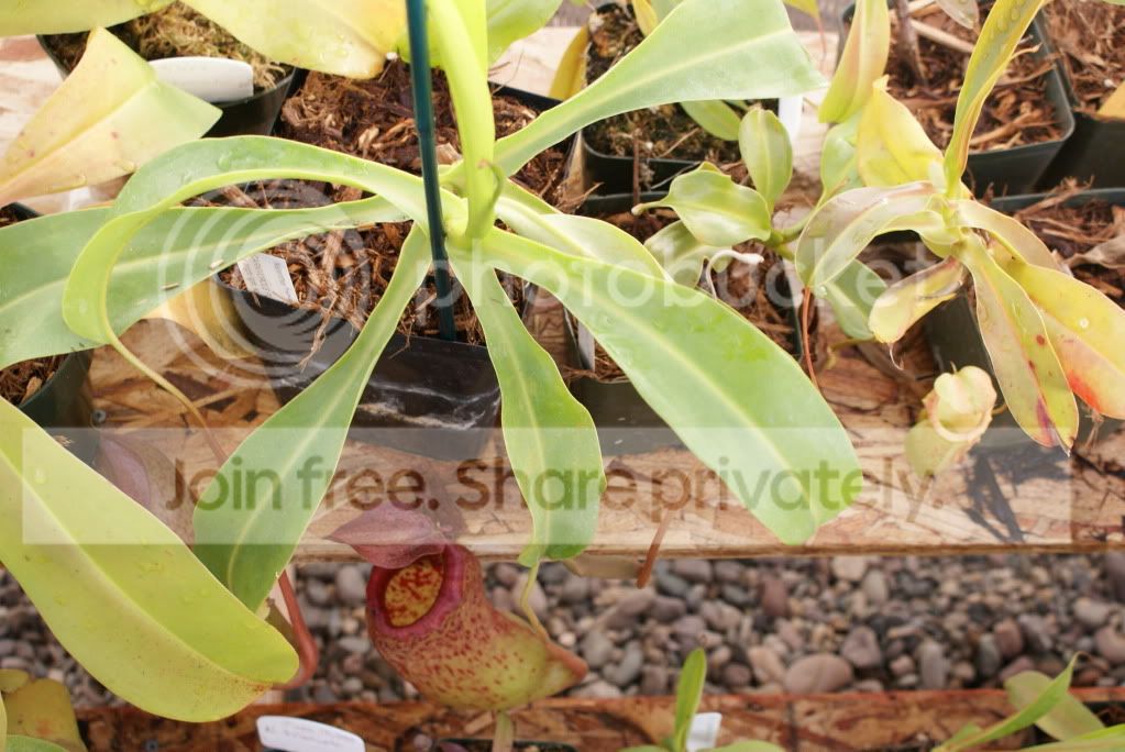 nepenthes009-1.jpg
