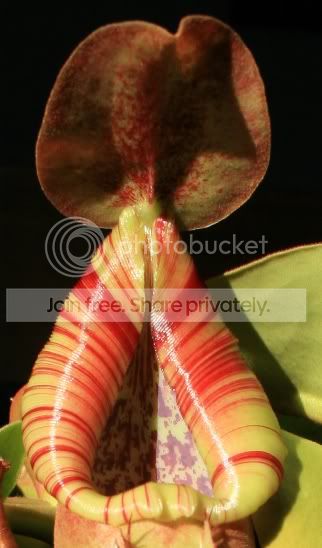 HLtruncata1.jpg