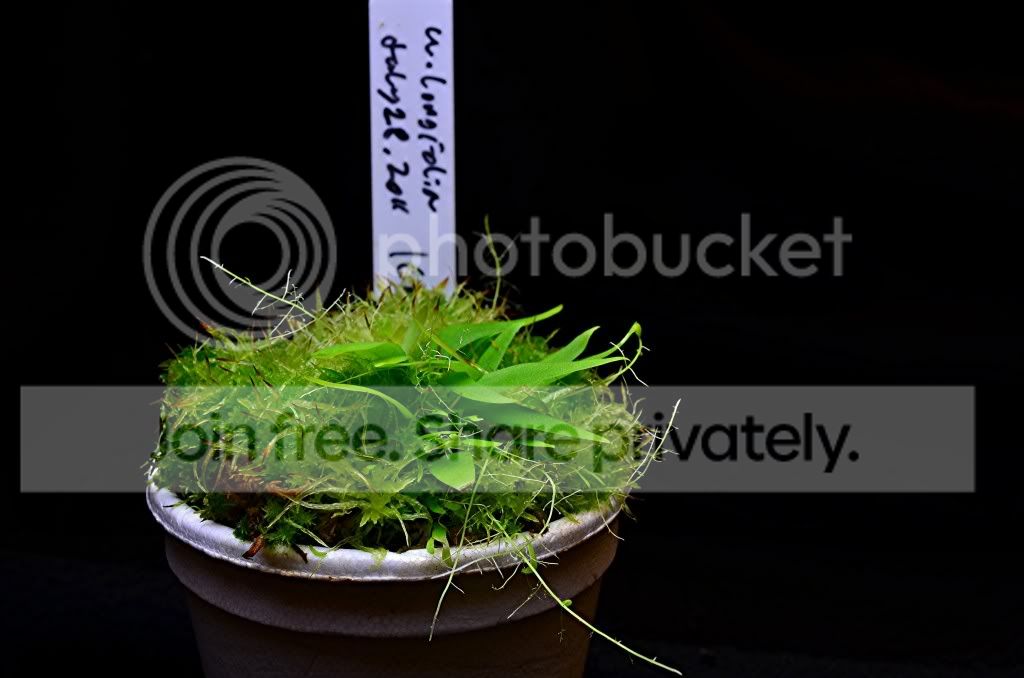 randomplantpics005.jpg