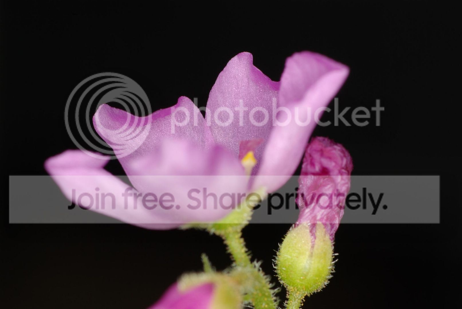 IMGP8253.jpg