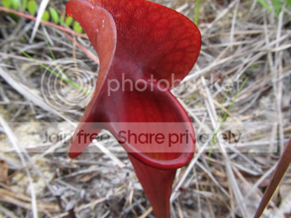 IMG_6338.jpg