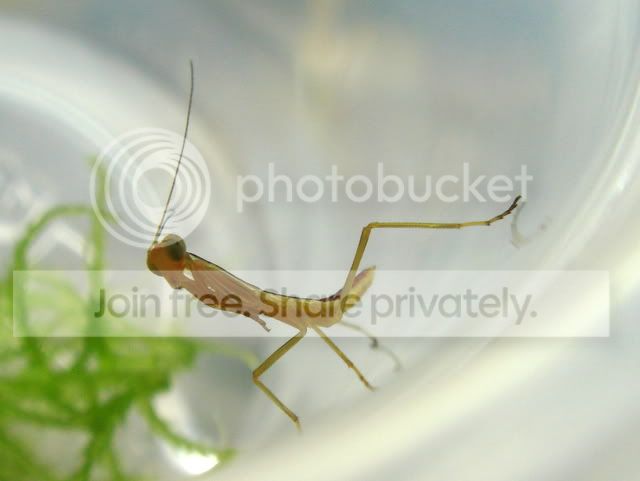 mantid_baby2.jpg