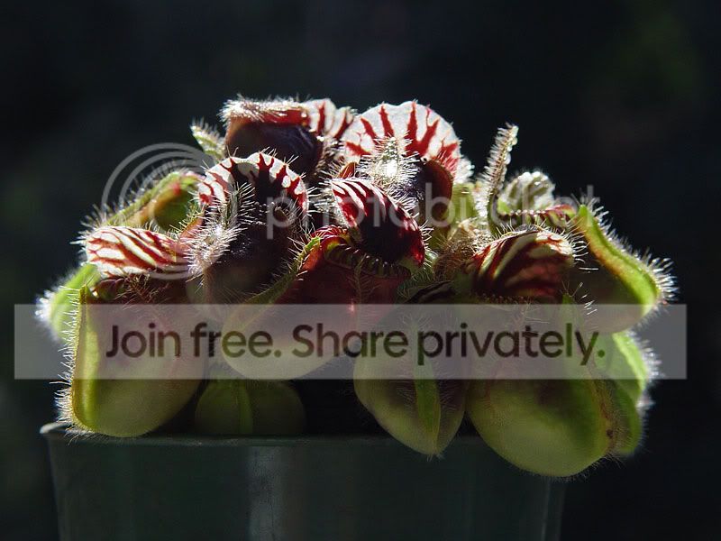 cephalotus_clump2.jpg