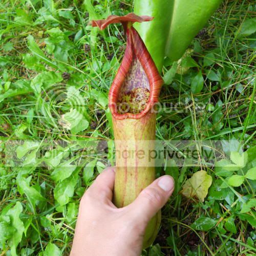 Ntruncata_8-22-11.jpg