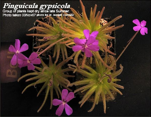 P_gypsicola_3Nov07_032.jpg