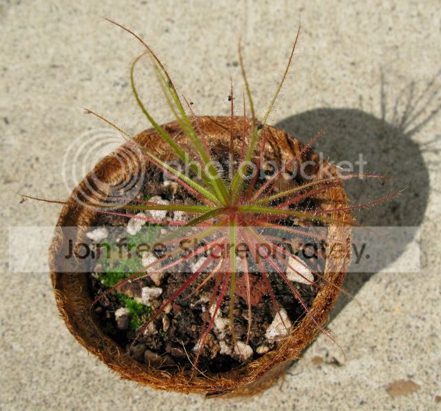 IMG_0517-Roridula-gorgonias-August-28-2012.jpg