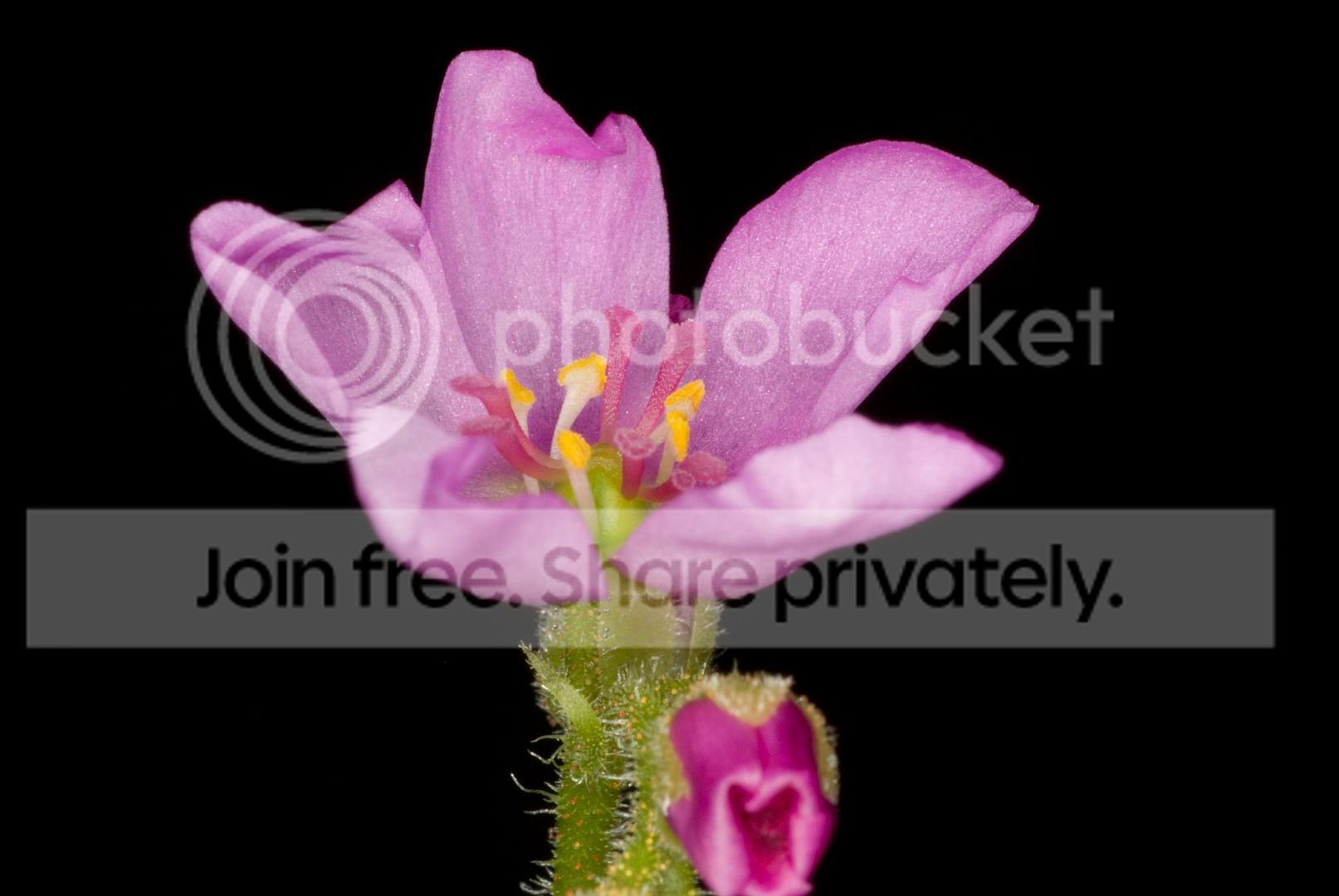 IMGP82401.jpg