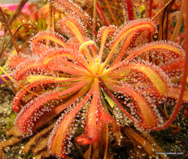 Drosera_capensis_x_spatulata.JPG