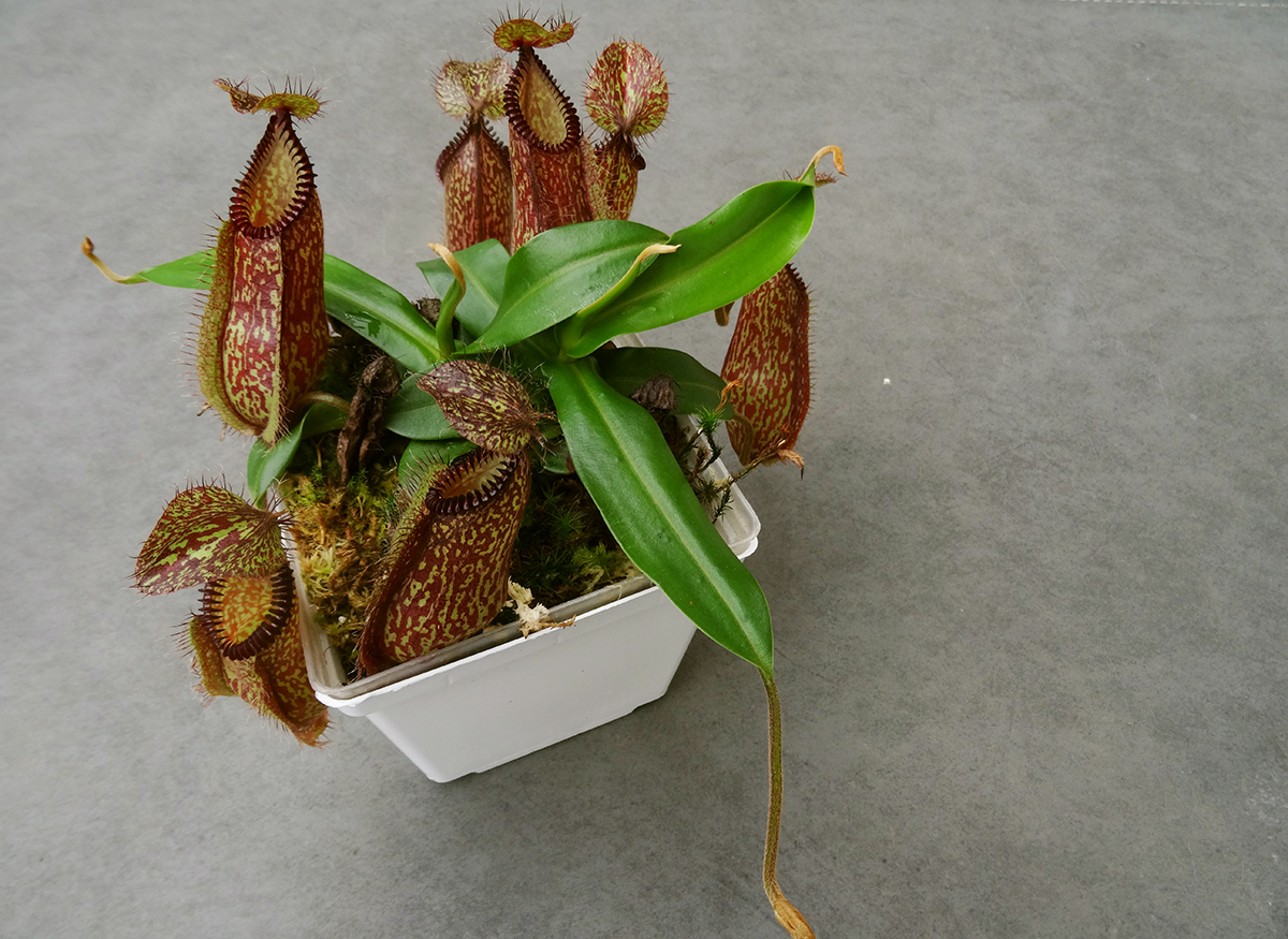 nepenthes-hamta.jpg