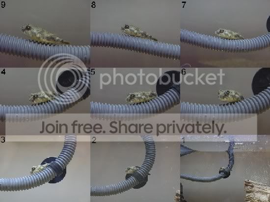 snail_rs.jpg