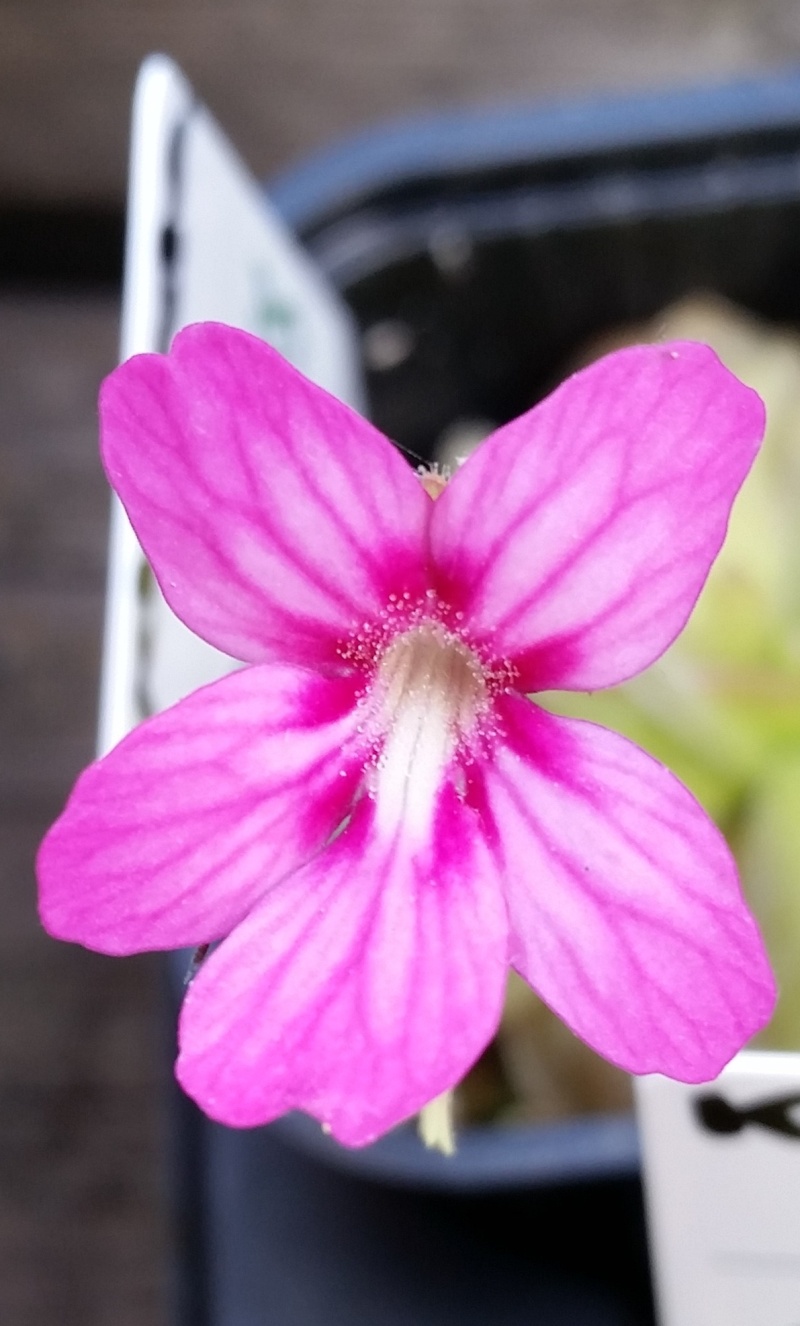 caudat10.jpg