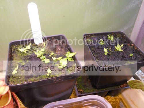 nep-seedlings_7-10-11.jpg