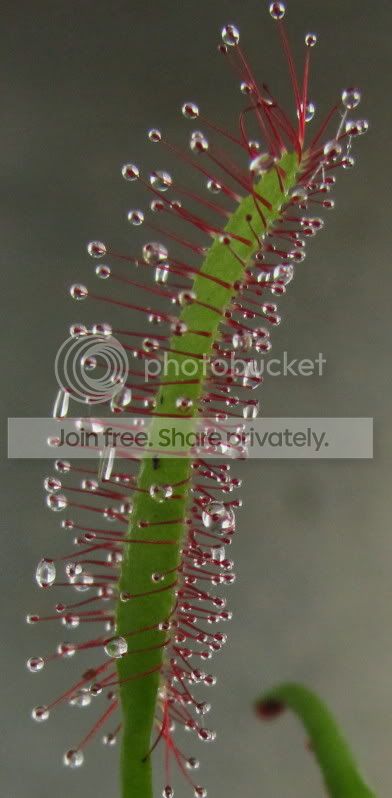 droseracapensis.jpg