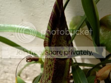 WebDSCF0038.jpg