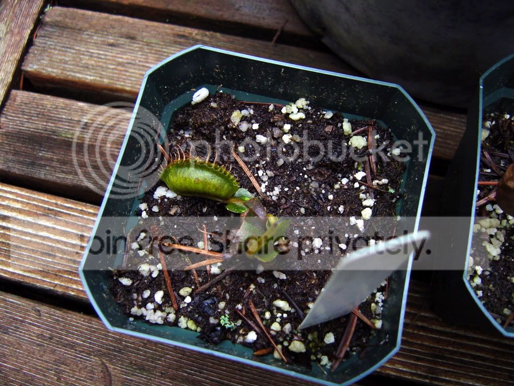 Endofdormancy007.jpg