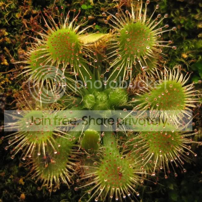 sundew01.jpg