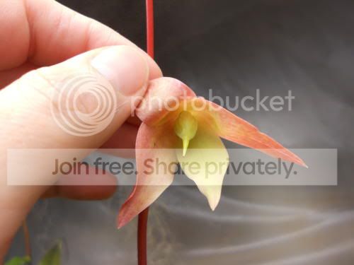 heli-seedpod_1-15-12.jpg