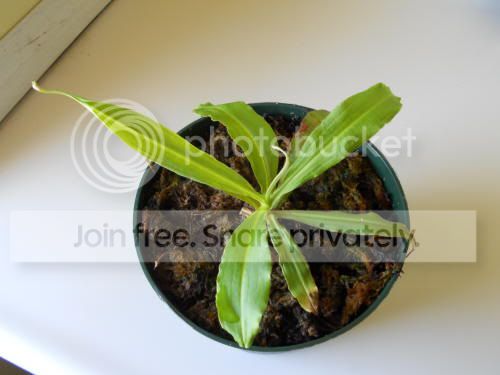 Nmirabillis_2-19-11.jpg