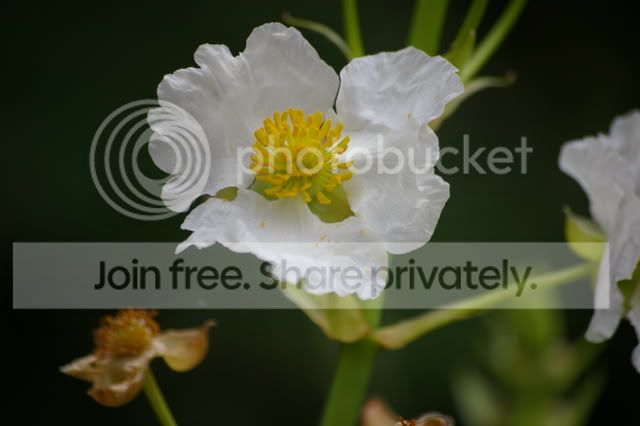PENTAX055.jpg