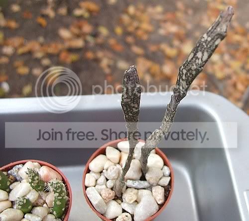 Cactiandsucculents3053.jpg