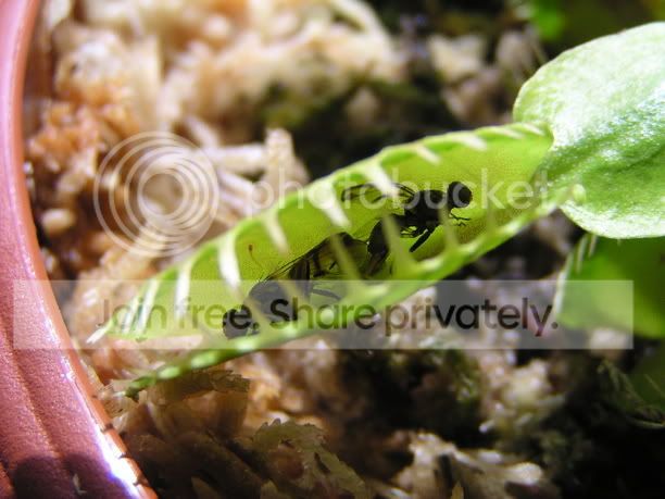 VFT_ants2_rs.jpg