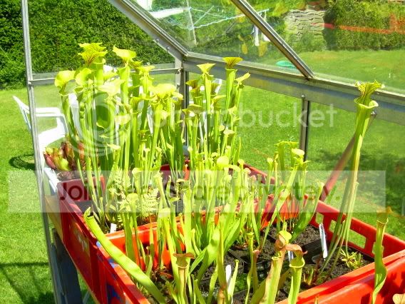 Greenhouse8.jpg