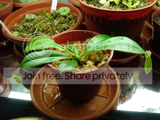 bicalcarataplant.jpg