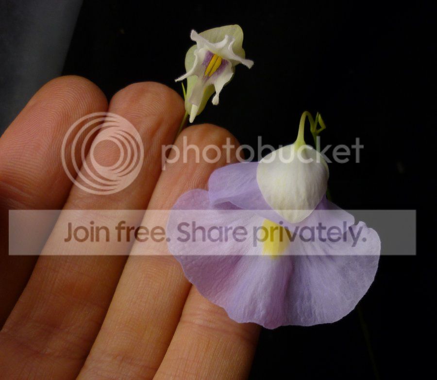 Uendresiiflowersizecomparewasplundii020613RS.jpg